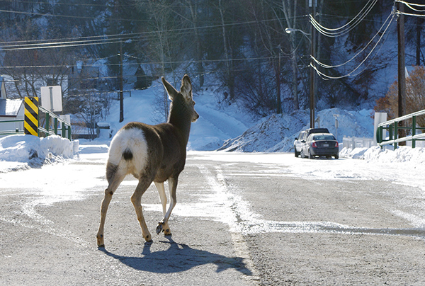 kimurbdeer