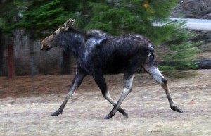 MooseontheLoose