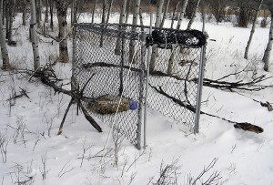 A clover trap, similar to the vandalized devices in Cranbrook.