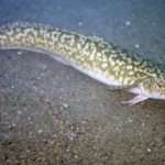Fish biologists sampling on Moyie Lake