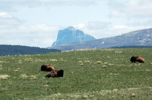 The Buffalo Paddock in Waterton, with Chief Mountain in the background. Ian Cobb/e-KNOW