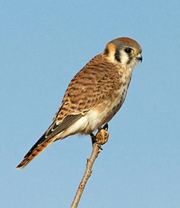 Spwdkestrel