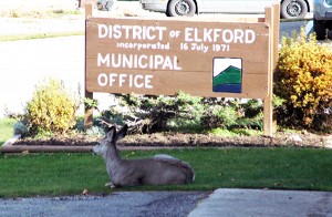 ElkfordDeer