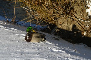 SnowMallard