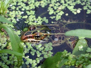 RDEK northernleopardfrog