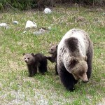 Bear jams still a problem in national park