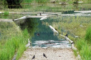 A flooded pathway at Elizabeth Lake. Lead image: A flooded property along Caldwell Road, adjacent to Elizabeth Lake. Ian Cobb/e-KNOW