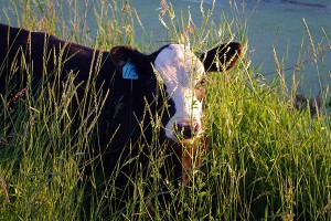 CowGrass