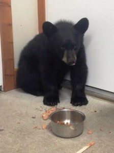 The black bear yearling while at Steeples Veterinary Clinic. Images submitted