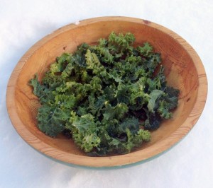 Kale harvested in Kimberley in February, from underneath a row cover tunnel.