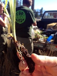 Root fragment from Yellow Flag Iris with shoot ready to colonize a new area of the stream.