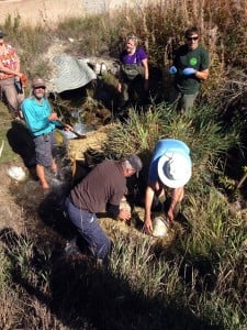 Volunteers working hard to remove Yellow Flag Iris from a stream in Skookumchuck. Photos submitted