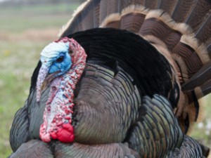 DC turkey
