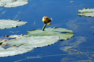 Criver Wetlands