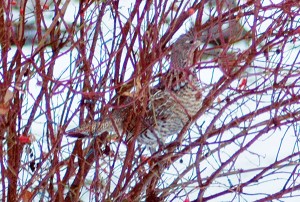 Rosebush Grouse