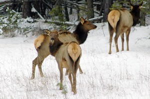 Elk are plentiful around Cranbrook in the winter.