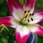 Obituary for Gwendolyn Joan MYLES