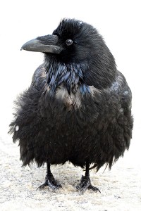 Common Raven looking rather cold with it's down all puffed up. By Larry Halverson