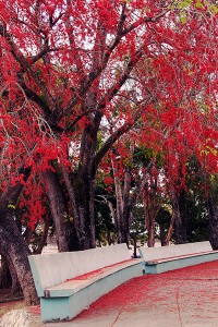 A vibrant tree in the city of Moron. All photos by Julie Brannigan