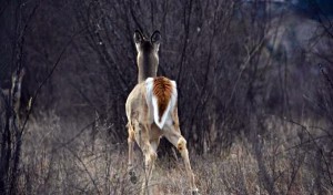 The upper side of the White-tailed Deer’s tail is usually the same colour as their body or  in some individuals like this one a darker brown. - Photo by Larry Halverson  