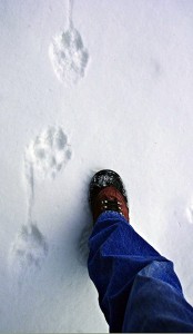 LH Wolftracks