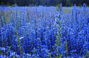 Blue weed BCInvasives