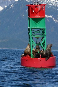 Seals catching sunny rays - Juneau, Alaska