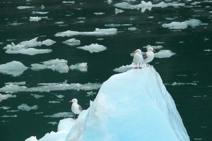 Catchin' a ride - Tracy Arm, Alaska