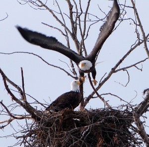 LO BonnieLou Ferris eagle