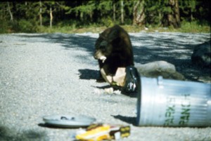 bear garbage can