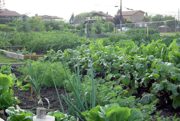 Grow Community Garden Plots Open