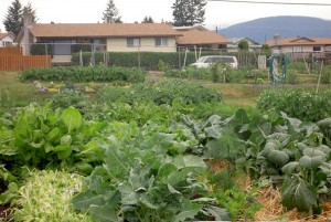 GROW Garden veggies