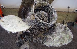 The prop on this boat motor at Lake Mead is covered with quagga mussels. Mussels can clog the water intakes on a prop. That can cause the motor to overheat and can seize the motor. The result can be thousands of dollars in repairs.