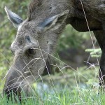 Moose and calf and grizzly bear sightings