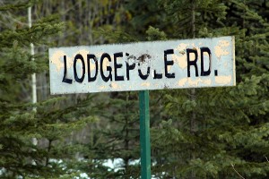 FSR Lodgepole
