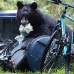 Hunter attacked by grizzly near Sparwood