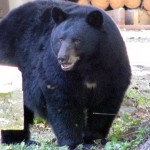 Large black bear baited into Annex