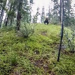 Mountain biker bluff charged by griz