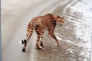 Cheetah 3a 2