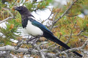 Black-billed Magpie 