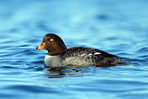 Barrow's Goldeneye