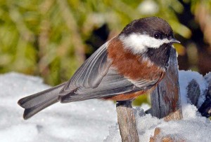 Chestnut-backed Chickadee. Photo by Eugene Beckes