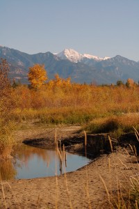 Columbia River Wetlands near Invermere.