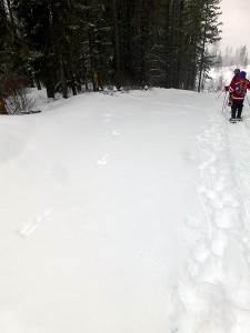 A fresh Snowshoe Hare track