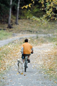 Fernie Elk River Trail dog