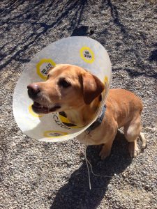 Diesel is a Yellow lab cross. He has lived peacefully with dogs and cats. Diesel knows his basic commands but does need to work on his walking on a leash. He is a little underweight so we are feeding 3 times a day and he really enjoys his food. So Diesel is looking for an active family that will give him the attention he deserves. 