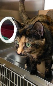 Flopsy is a beautiful young tortoiseshell cat. She is a very affectionate girl! Flopsy is full of energy and loves to play, she is okay with most other cats. Flopsy would be happiest in a home where she is allowed both indoors and outdoors.
