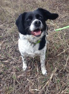 Mia is looking for her forever home. She has been and is still very loved indeed. She came in to the shelter with her brother and she is the calmer of the two and looks to him for guidance. We are hoping to give her some time away from him and see how she develops. She will benefit from lots of walks as she is a bit overweight. 