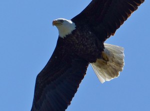 Bald Eagle by Vance Mattson