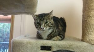 Max is a 4 year old short haired brown tabby. He has been neutered and is up to date on his vaccinations. Max likes cuddles and is good with other cats. Max is looking for a warm friendly home with lots of time for play and love.